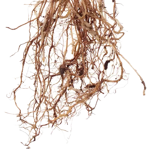 closeup image of plant roots